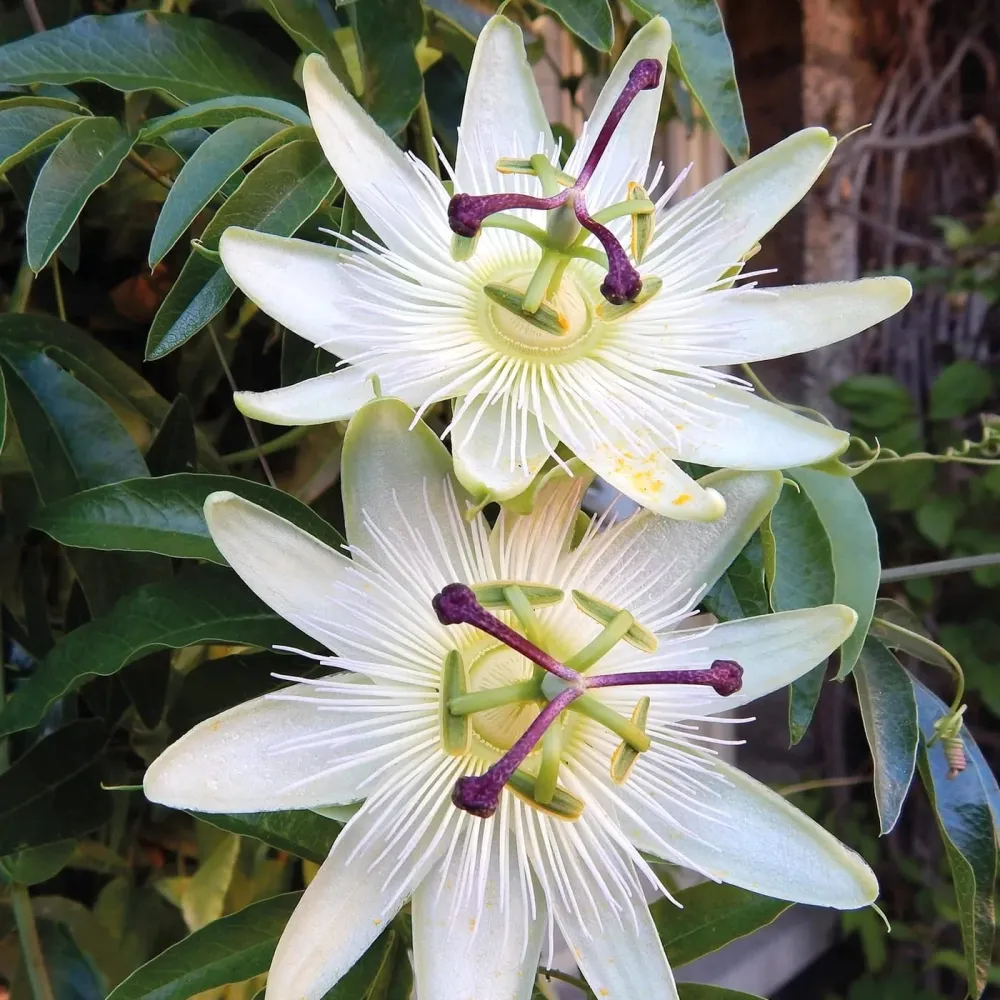 Passiflora 'Avalanche' - floarea pasiunii