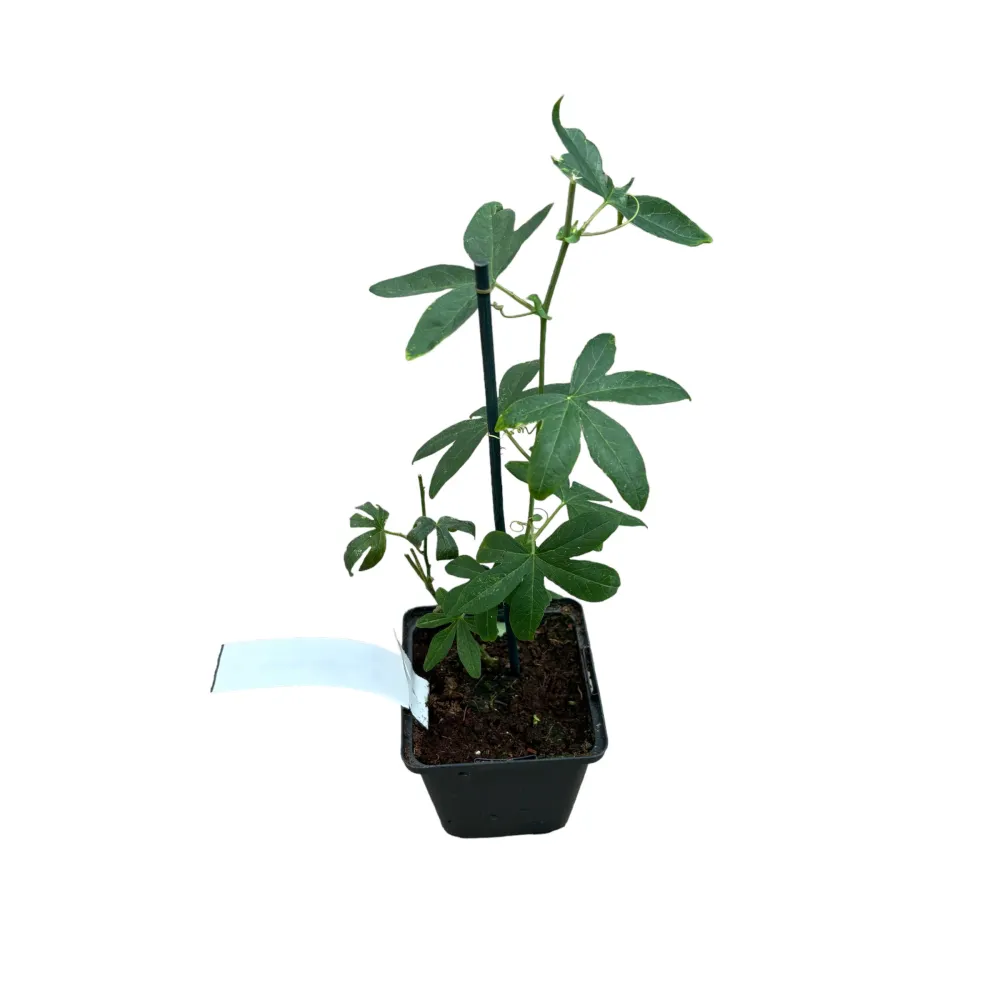 Passiflora 'Avalanche' - floarea pasiunii