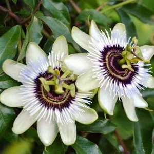 Passiflora 'Beauty Hannover' (floarea pasiunii)