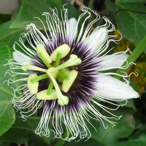 Passiflora bicolora Saphire - fructul pasiunii