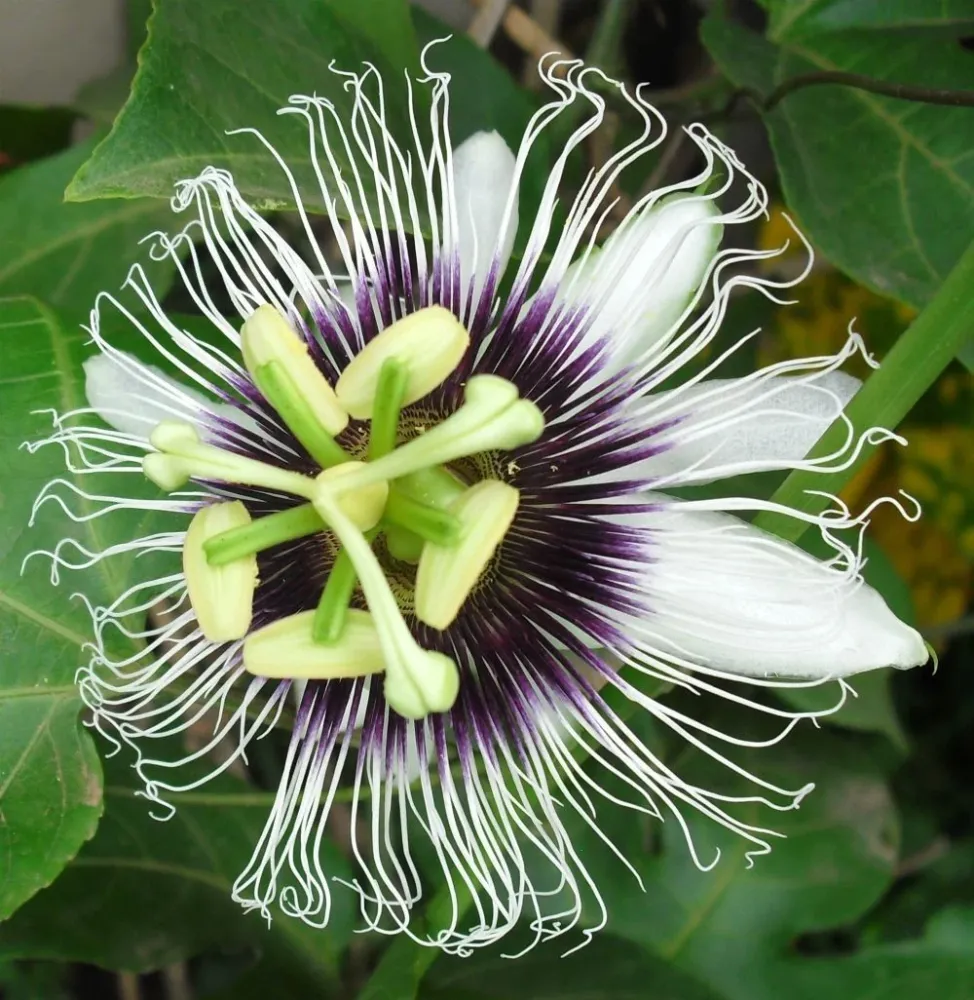 Passiflora bicolora Saphire - fructul pasiunii