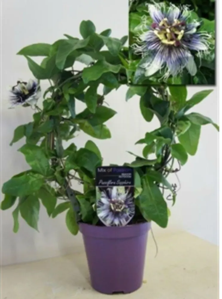 Passiflora bicolora Saphire - fructul pasiunii