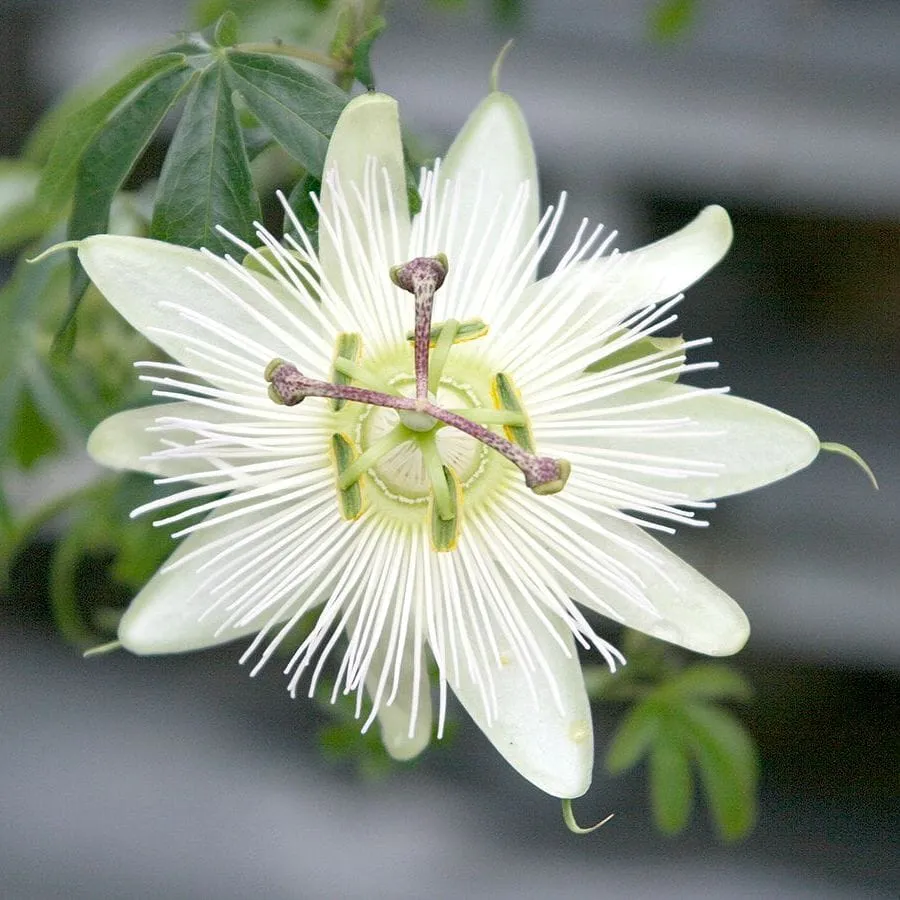 Passiflora caerulea 'Constance Elliott' arcada (floarea pasiunii)