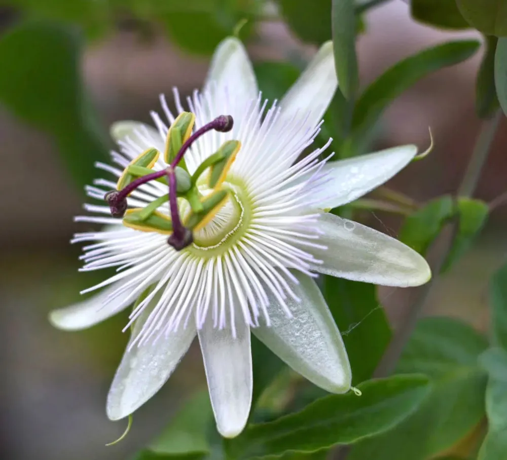 Passiflora caerulea 'Constance Elliott' arcada (floarea pasiunii)