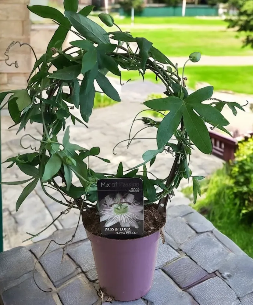 Passiflora caerulea 'Constance Elliott' arcada (floarea pasiunii)