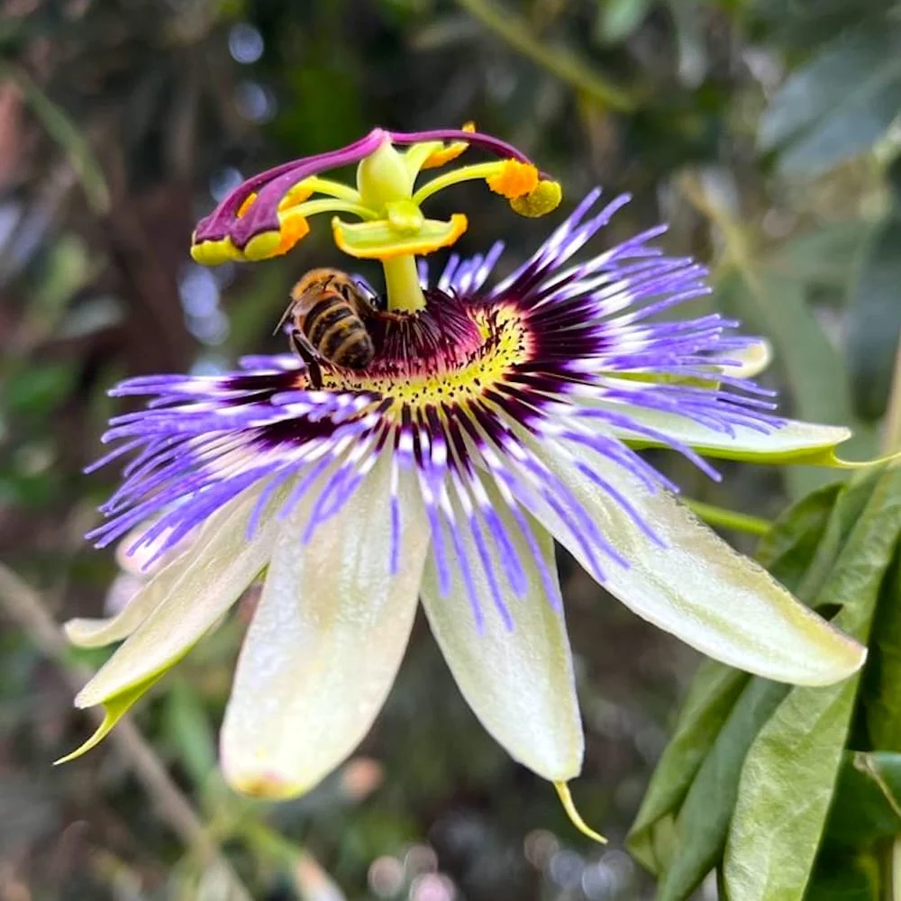 Passiflora caerulea (floarea pasiunii) - arcada