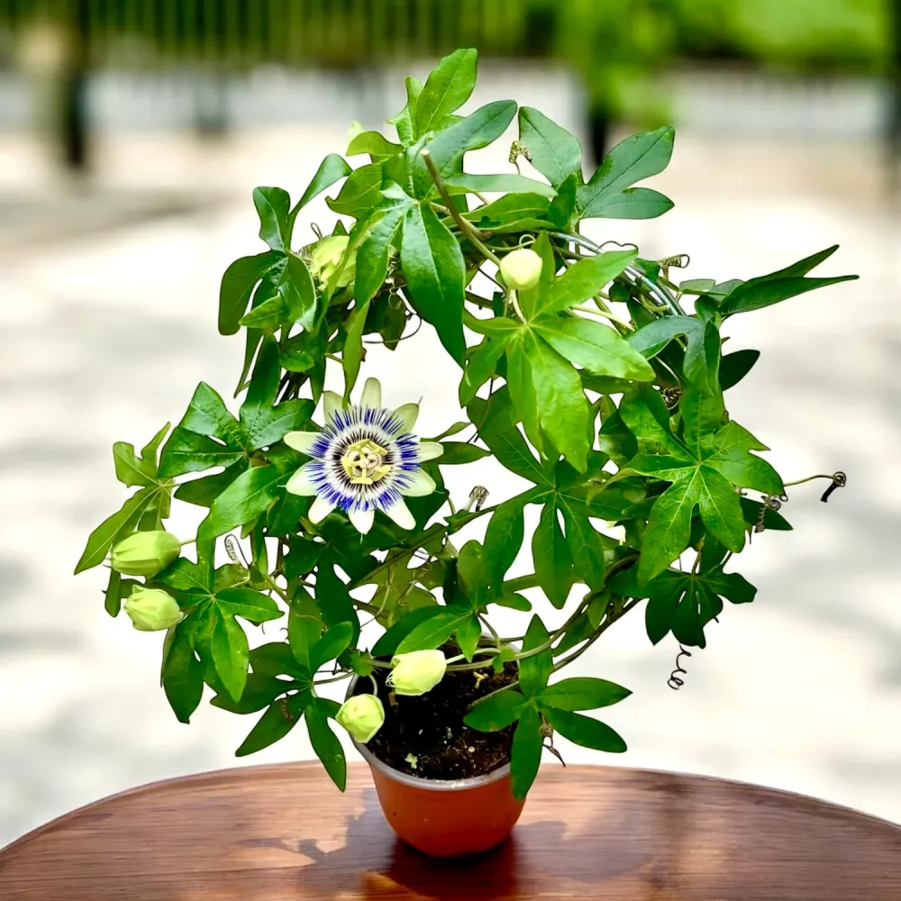 Passiflora caerulea (floarea pasiunii) - arcada