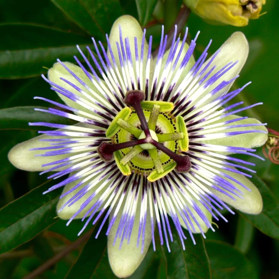 Passiflora caerulea (floarea pasiunii) - arcada