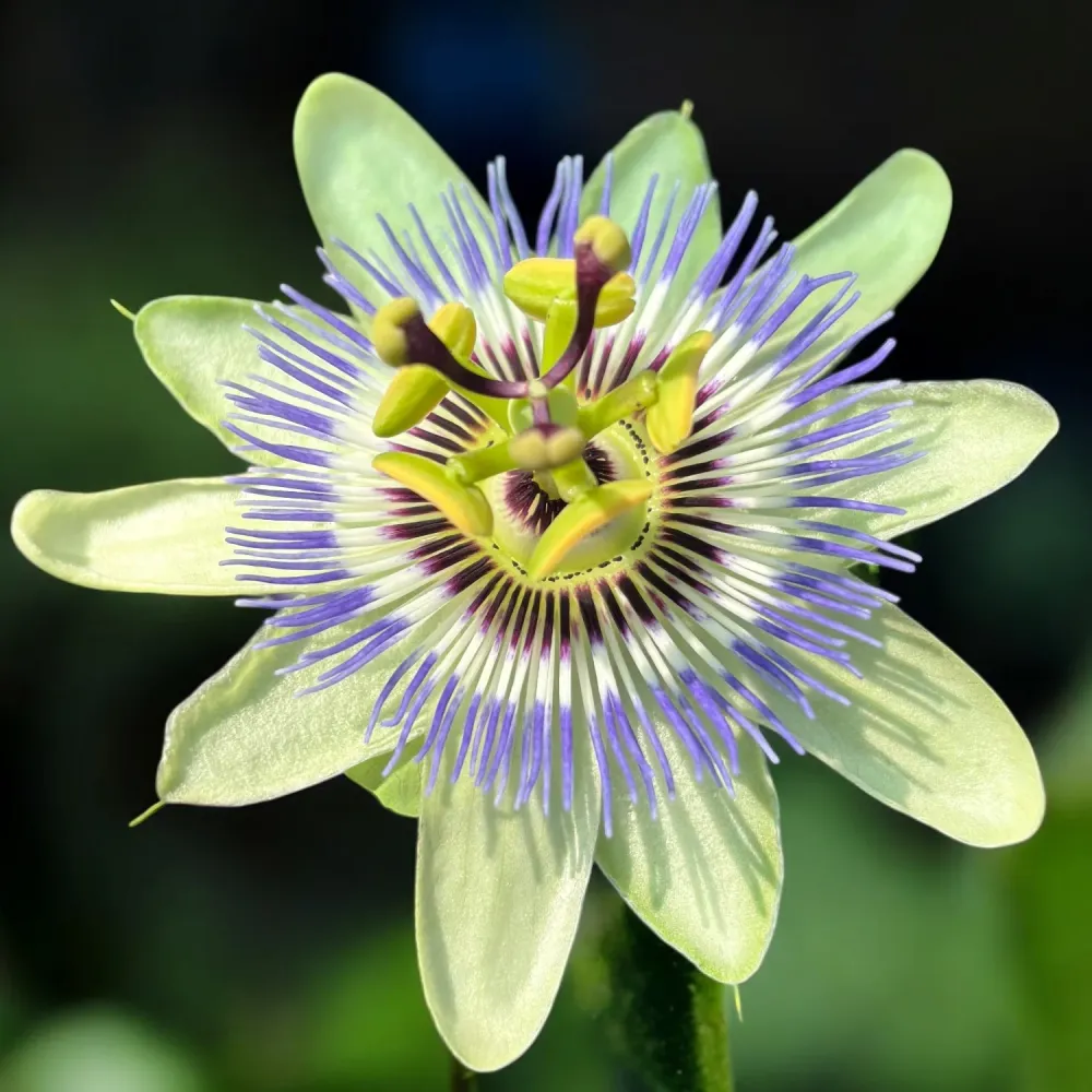 Passiflora caerulea (floarea pasiunii) - arcada