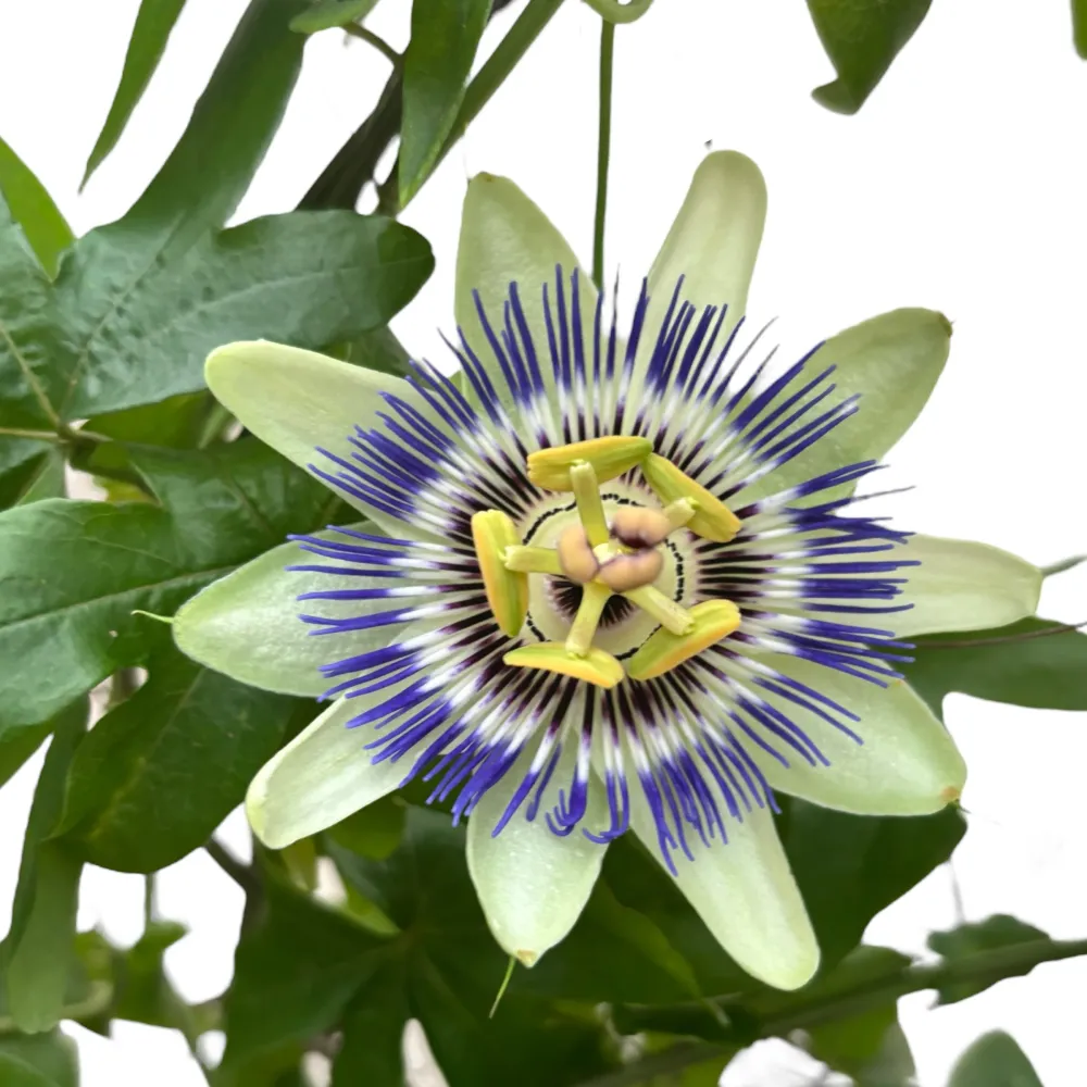 Passiflora caerulea (floarea pasiunii) - arcada
