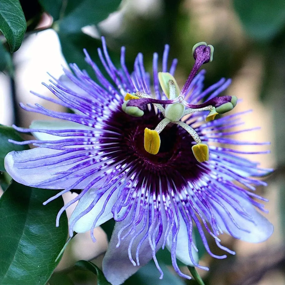Passiflora caerulea 'Purple Haze' - floarea pasiunii