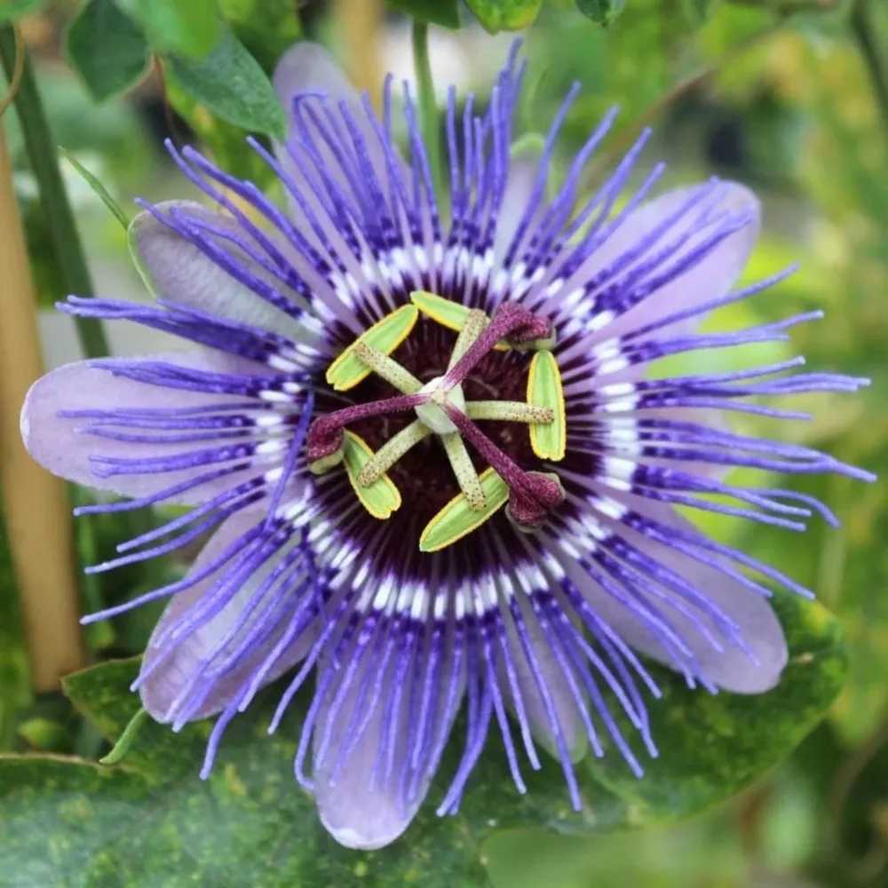 Passiflora caerulea 'Purple Haze' - floarea pasiunii