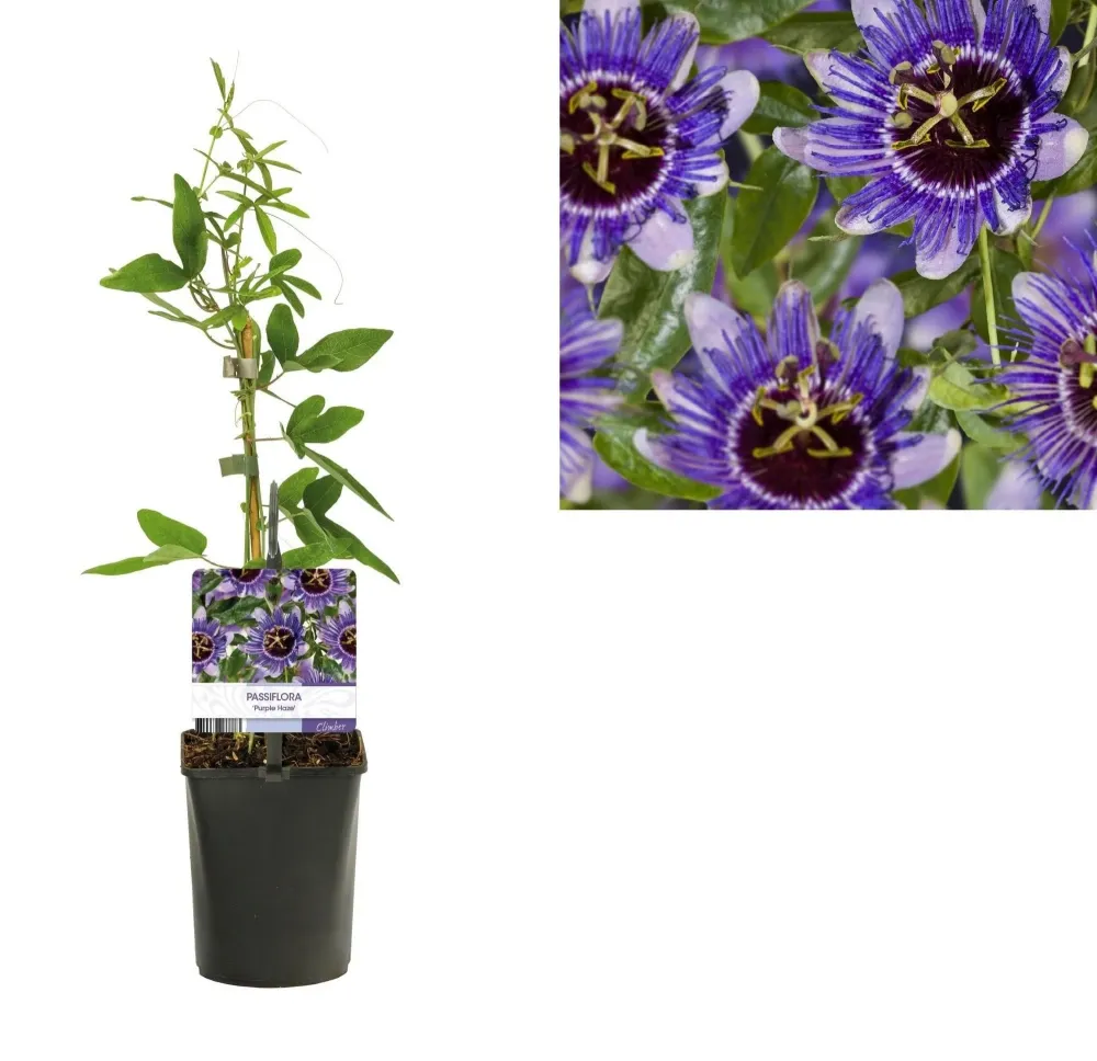 Passiflora caerulea 'Purple Haze' - floarea pasiunii