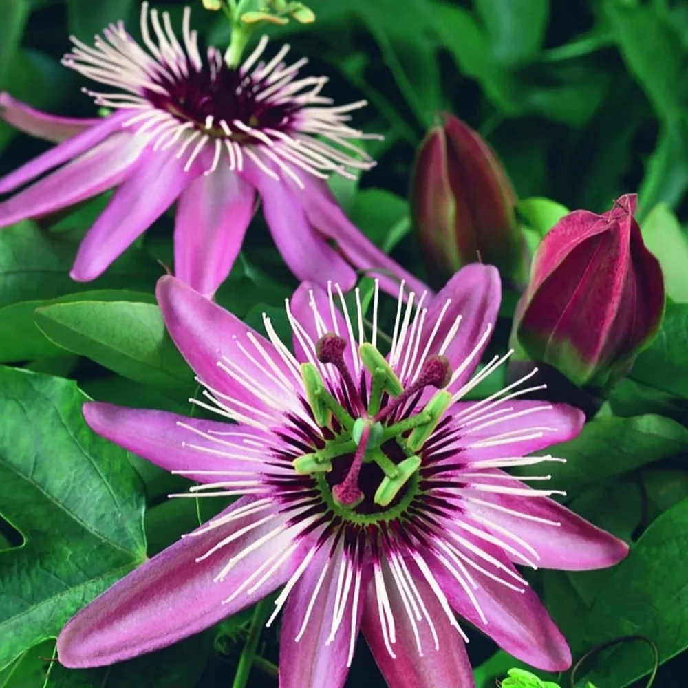 Passiflora caerulea 'Victoria' (floarea pasiunii)