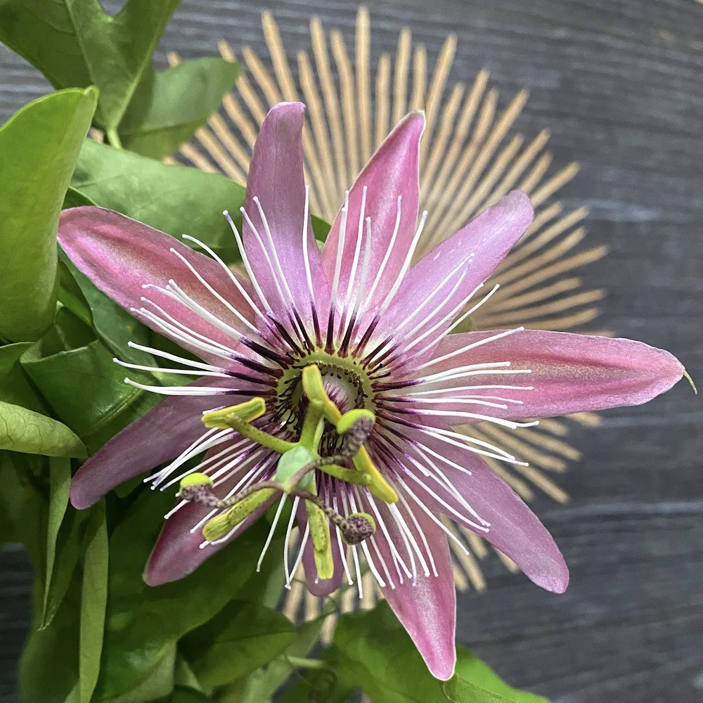 Passiflora caerulea 'Victoria' (floarea pasiunii)