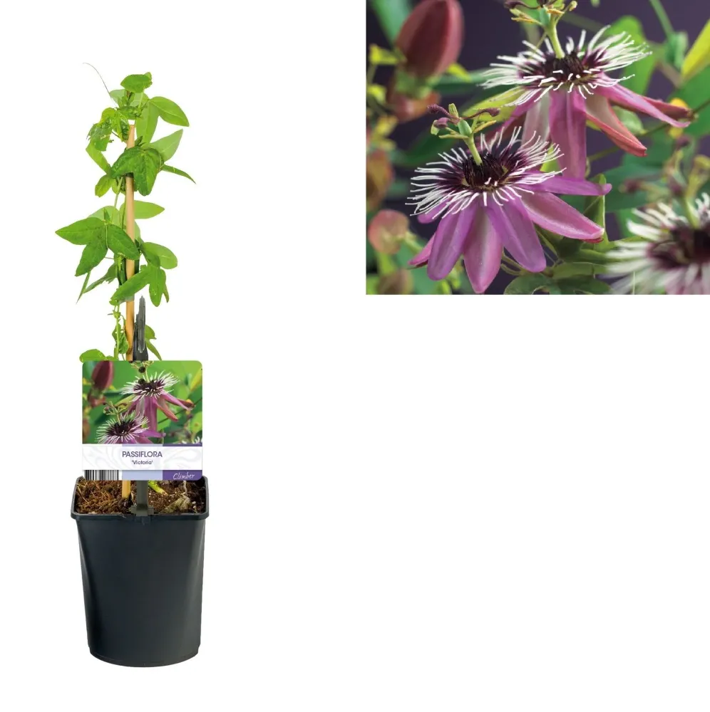 Passiflora caerulea 'Victoria' (floarea pasiunii)