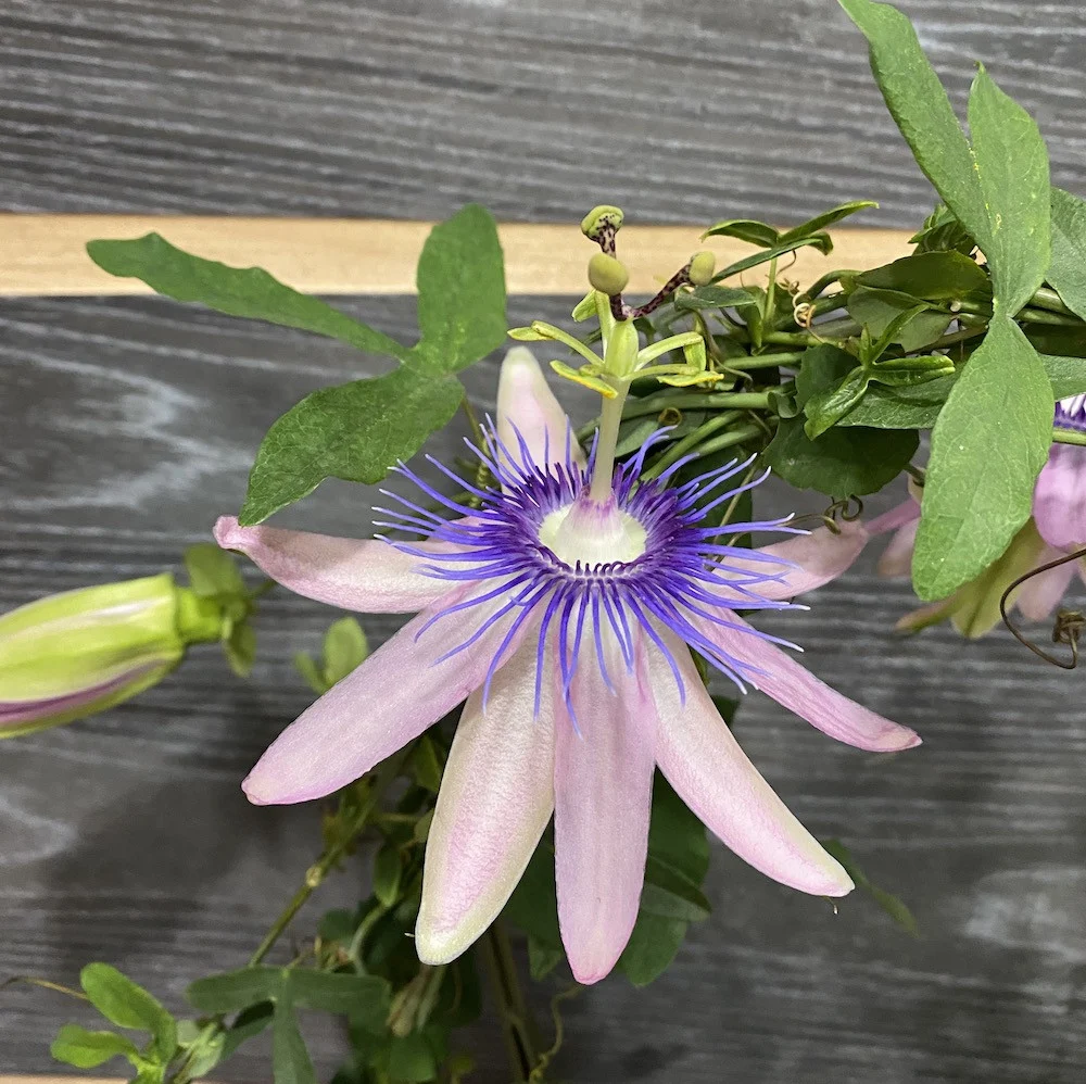 Passiflora Candy - fructul pasiunii (floarea pasiunii)