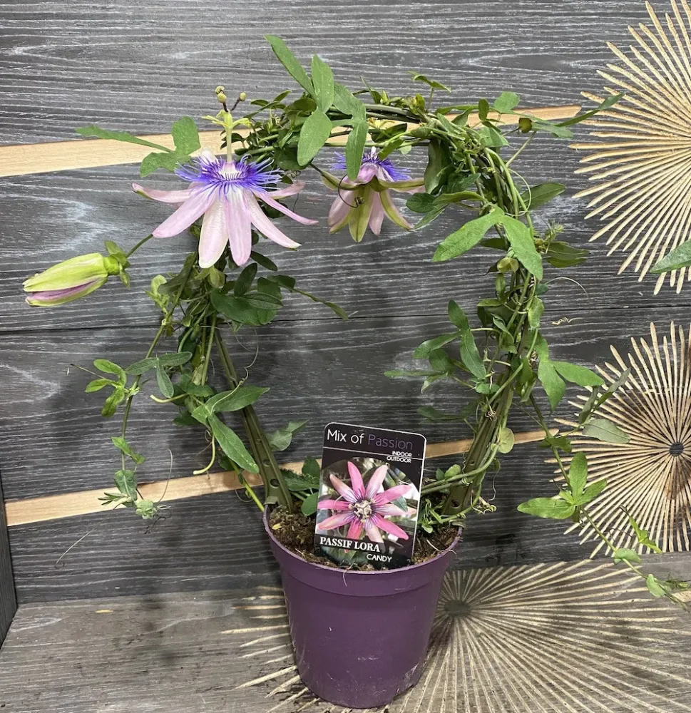 Passiflora Candy - fructul pasiunii (floarea pasiunii)