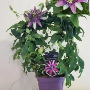 Passiflora Clara