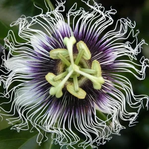 Passiflora edulis D15 - floarea pasiunii, maracuja (fructe comestibile)