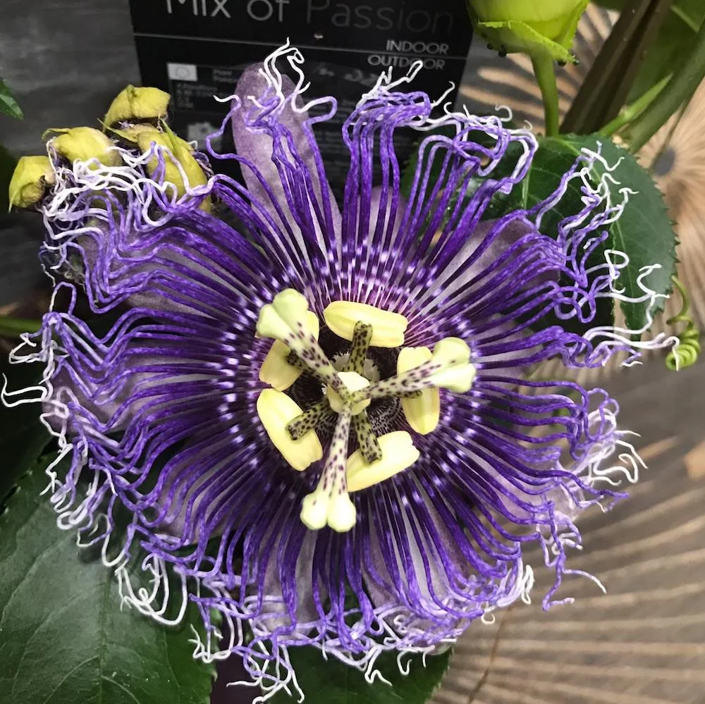 Passiflora Edulis - floarea pasiunii