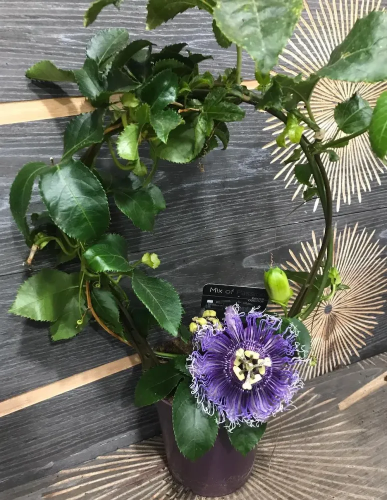 Passiflora Edulis - floarea pasiunii