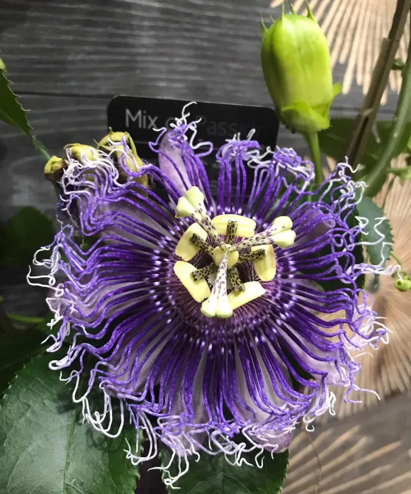 Passiflora Edulis - floarea pasiunii
