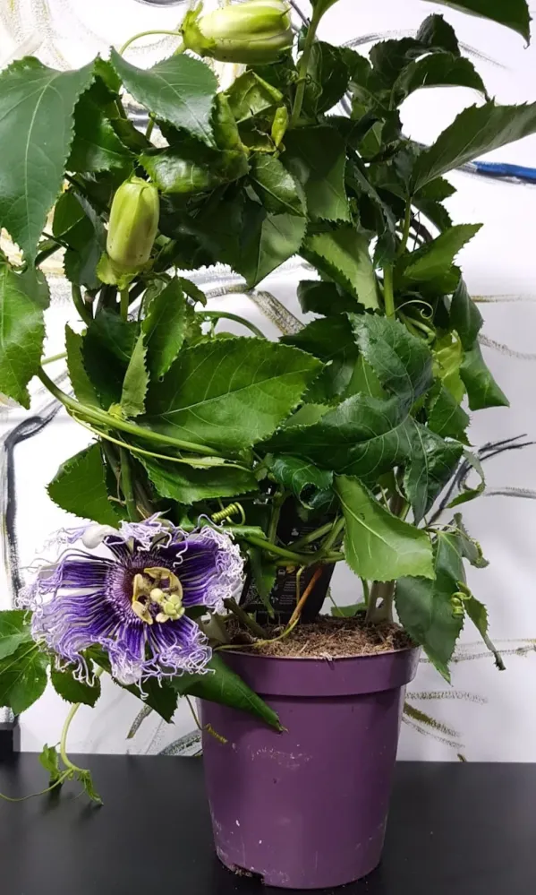 Passiflora Edulis - floarea pasiunii
