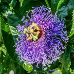 Passiflora incarnata 'Eia Popeia' - rezistenta la frig, fructe comestibile!