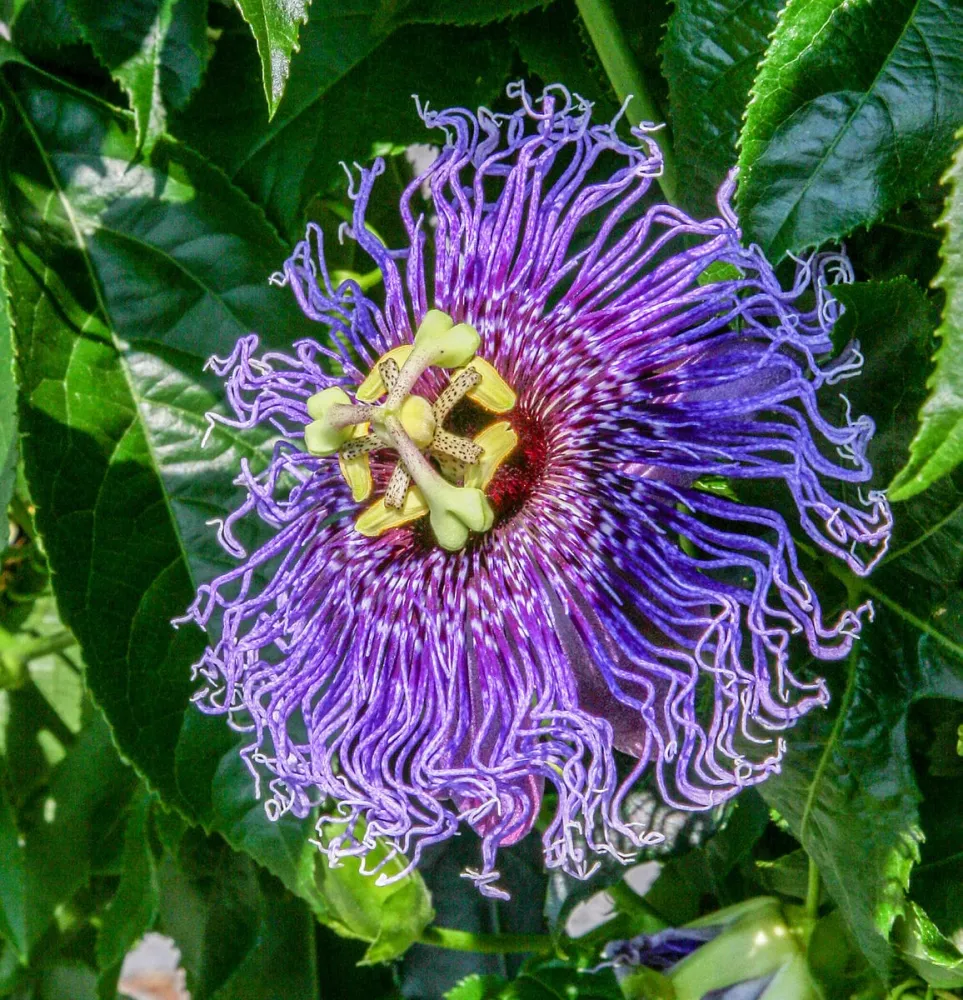 Passiflora incarnata 'Eia Popeia' - rezistenta la frig, fructe comestibile!