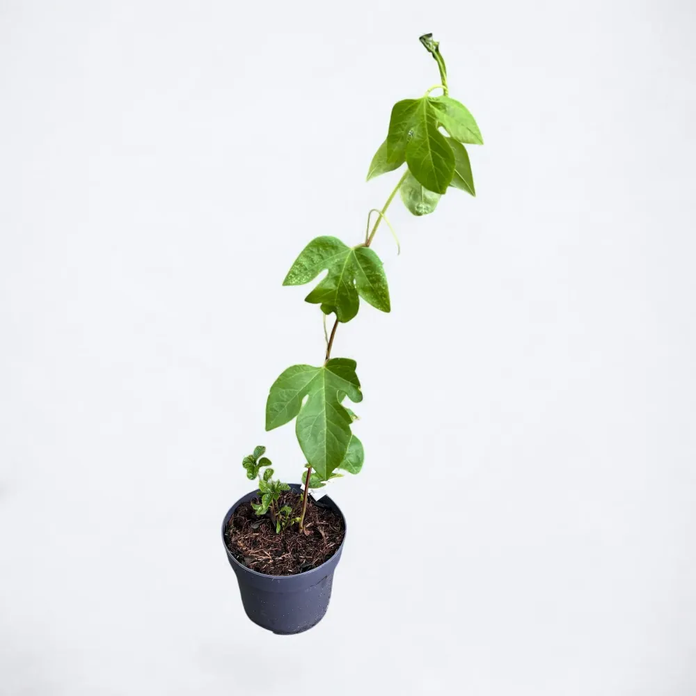 Passiflora incarnata 'Eia Popeia' - rezistenta la frig, fructe comestibile!