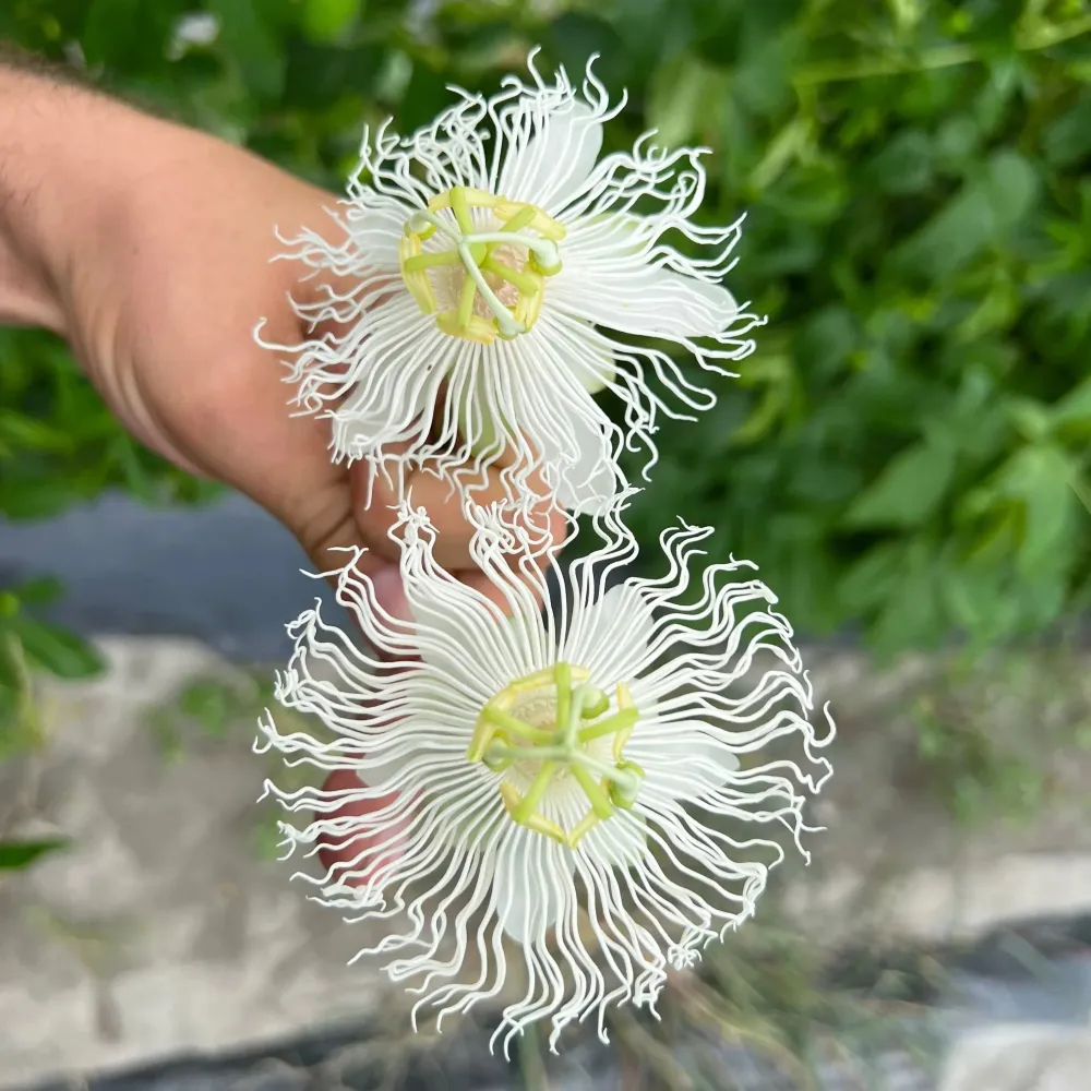 Passiflora incarnata 'Snowstar' - rezistenta la frig, fructe comestibile!