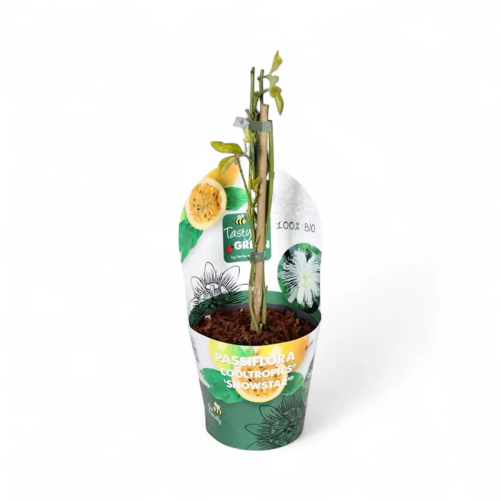 Passiflora incarnata 'Snowstar' - rezistenta la frig, fructe comestibile!