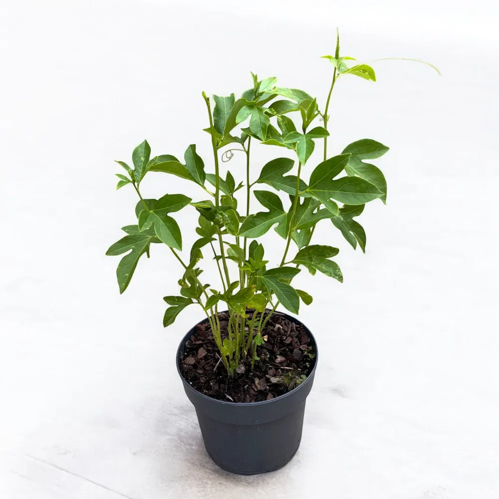 Passiflora incarnata 'Snowstar' - rezistenta la frig, fructe comestibile!