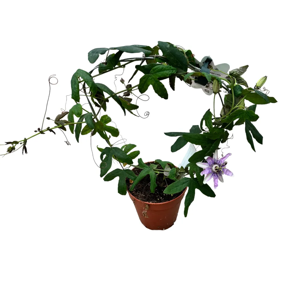Passiflora 'Lavender Lady' (Passiflora 'Amethyst') - floarea pasiunii