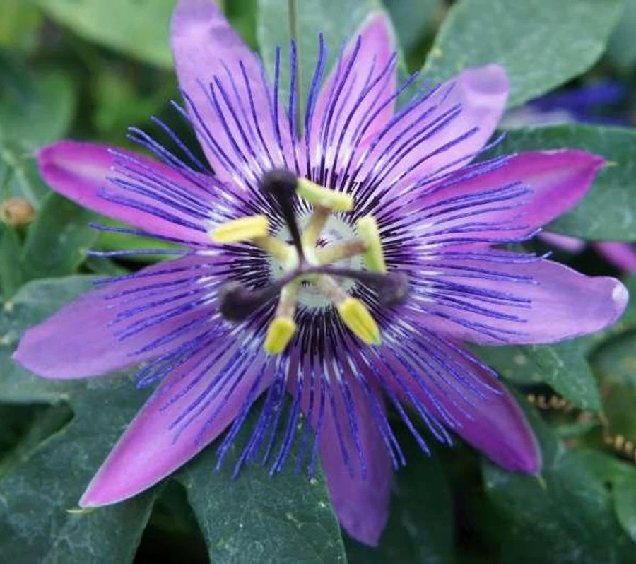 Passiflora 'Lavender Lady' (Passiflora 'Amethyst') - floarea pasiunii