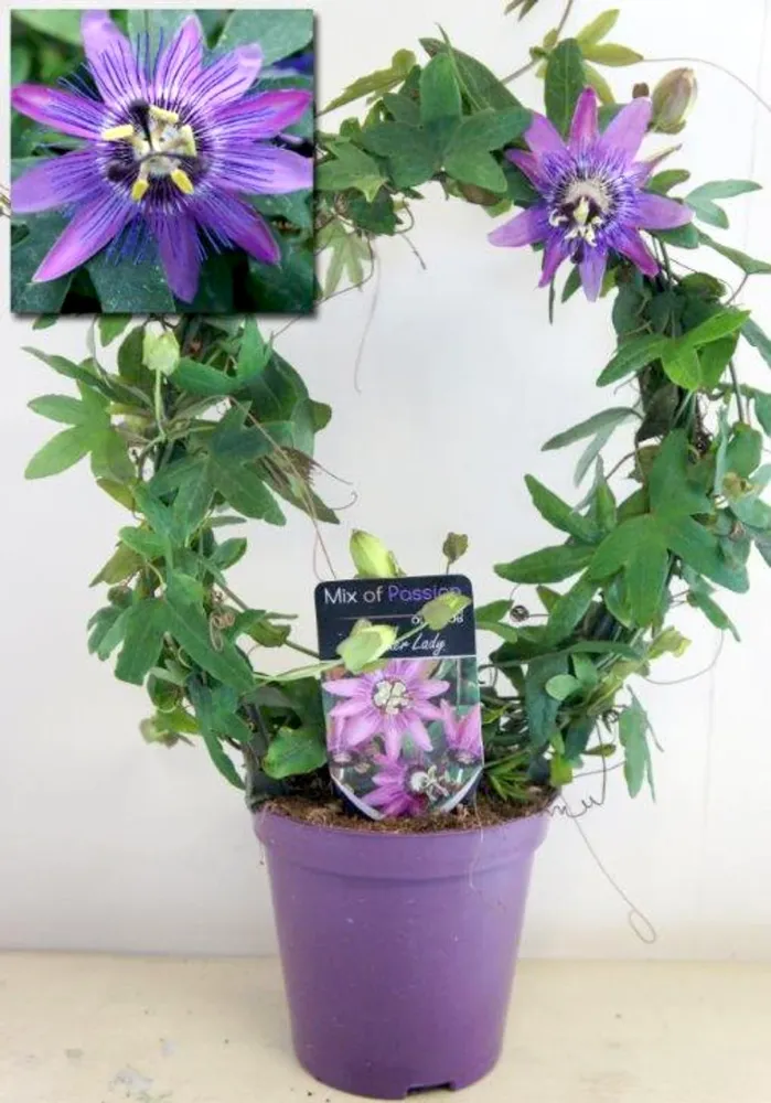 Passiflora 'Lavender Lady' (Passiflora 'Amethyst') - floarea pasiunii