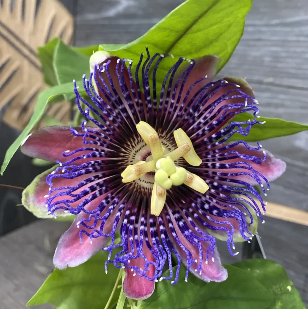Passiflora Marijke - floarea pasiunii parfumata