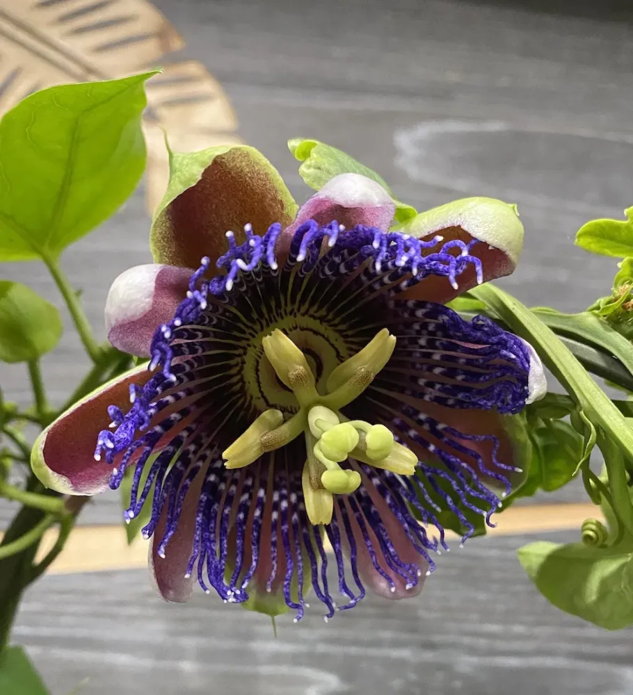 Passiflora Marijke - floarea pasiunii parfumata
