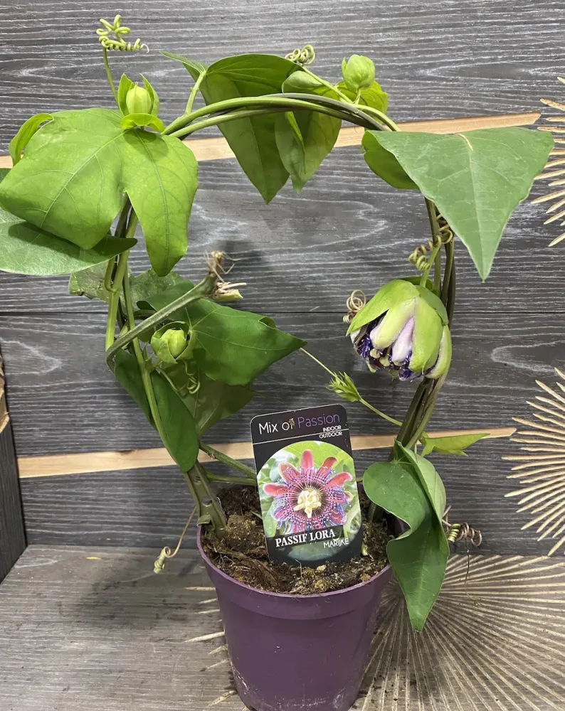 Passiflora Marijke - floarea pasiunii parfumata