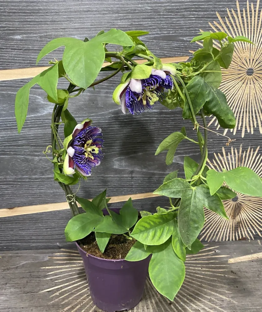 Passiflora Marijke - floarea pasiunii parfumata