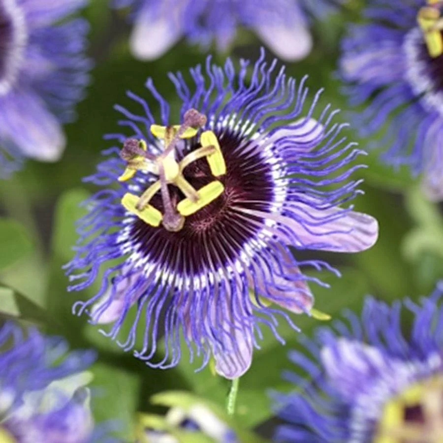Passiflora 'Purple Rain' - floarea pasiunii