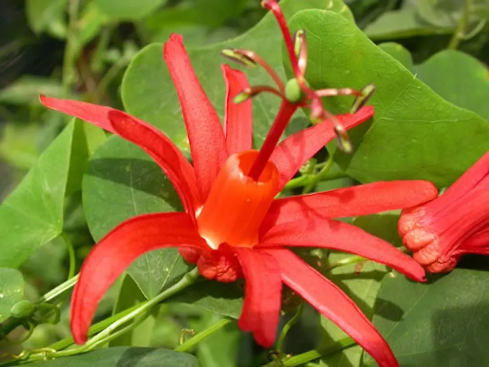 Passiflora rosie Murucuja - floarea pasiunii