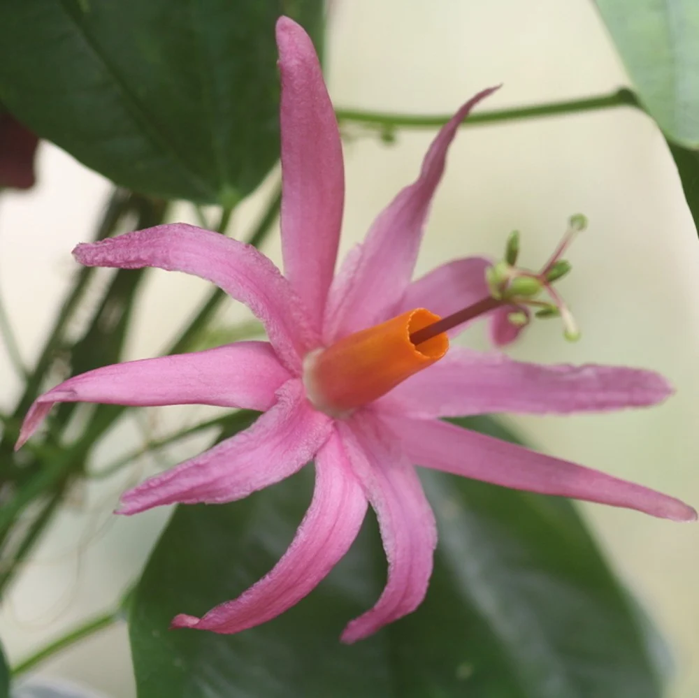 Passiflora roz Tulae - floarea pasiunii