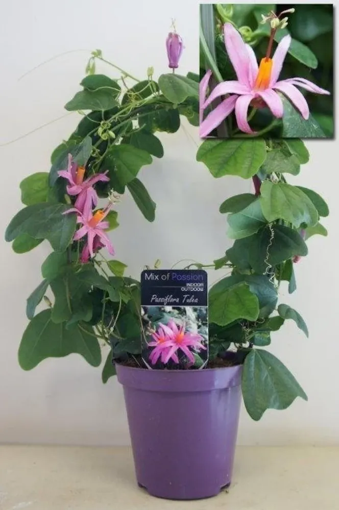 Passiflora roz Tulae - floarea pasiunii