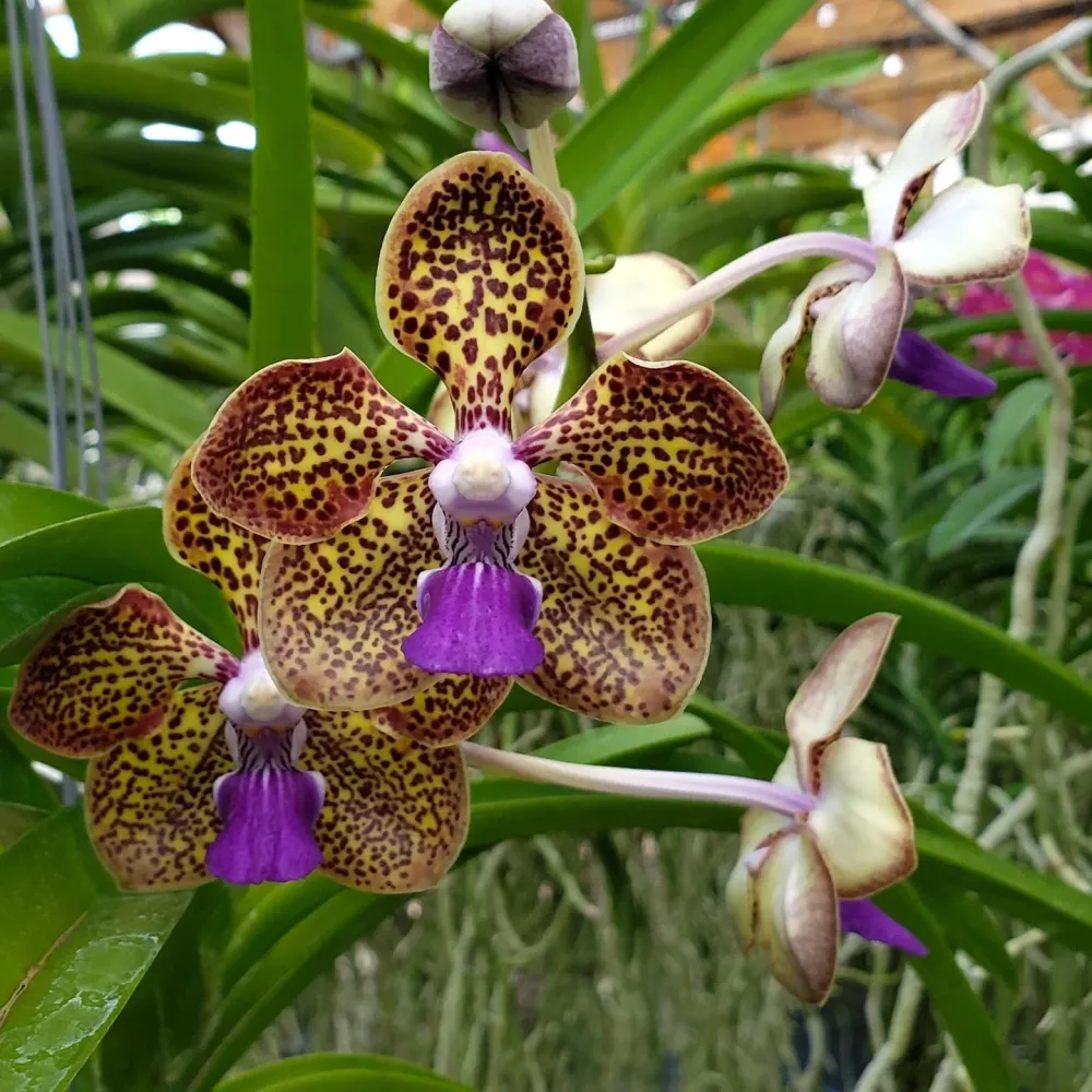 Pda. Cindy Banks (Papilionanda Mimi Palmer × Vanda luzonica)
