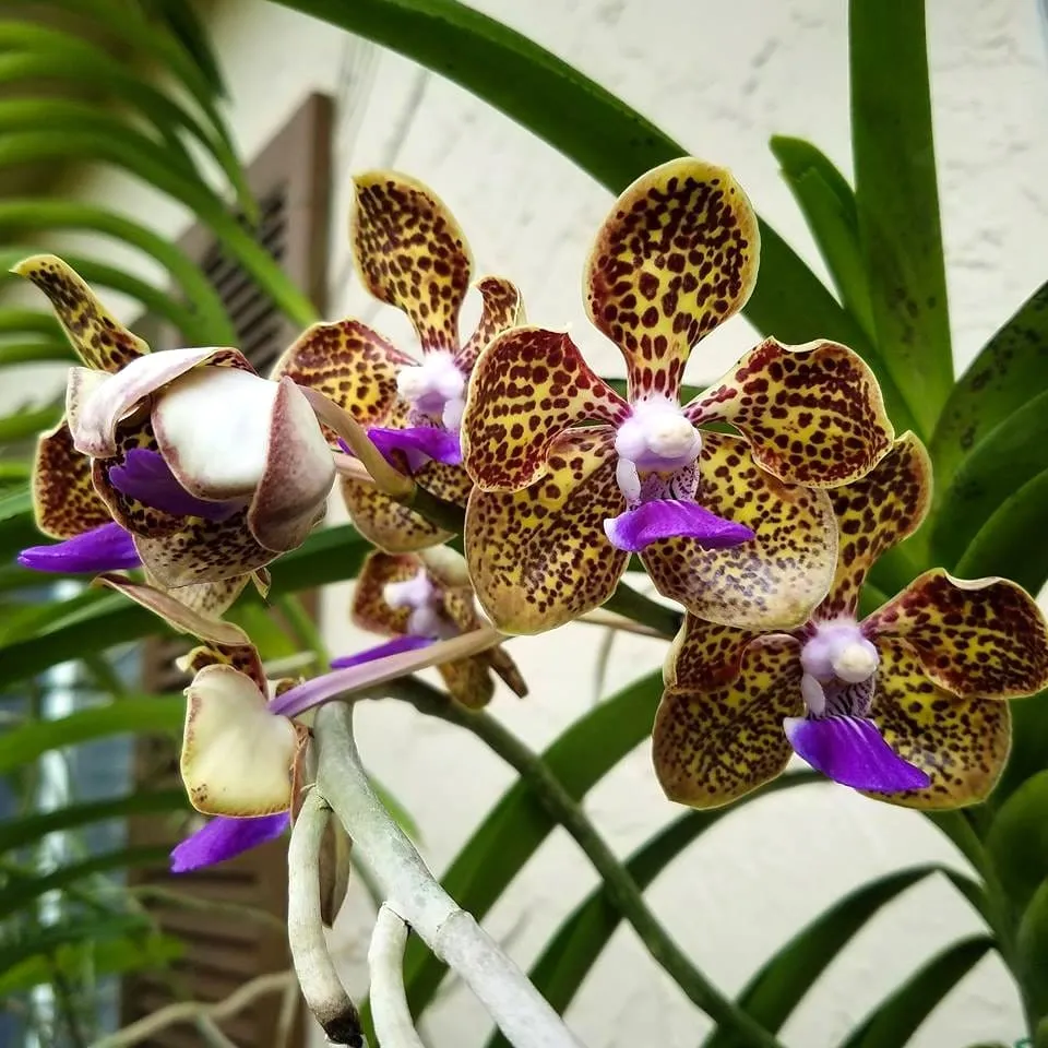 Pda. Cindy Banks (Papilionanda Mimi Palmer × Vanda luzonica)