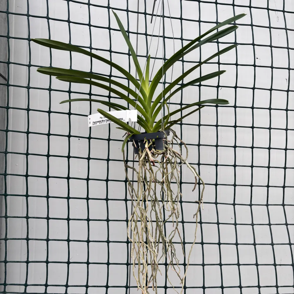 Pda. Cindy Banks (Papilionanda Mimi Palmer × Vanda luzonica)