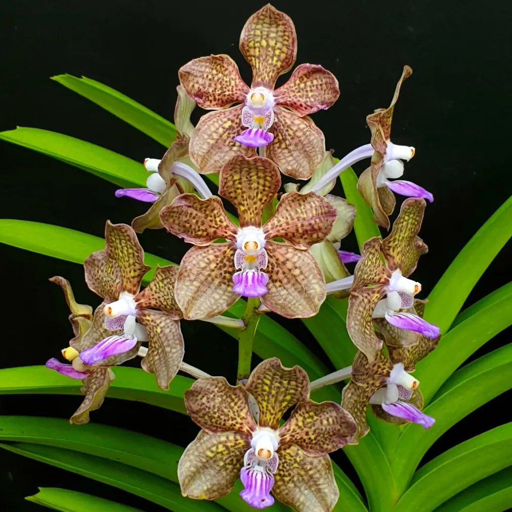 Pda. Mimi Palmer (Pda. Tan Chay Yan × V. tessellata) parfumata