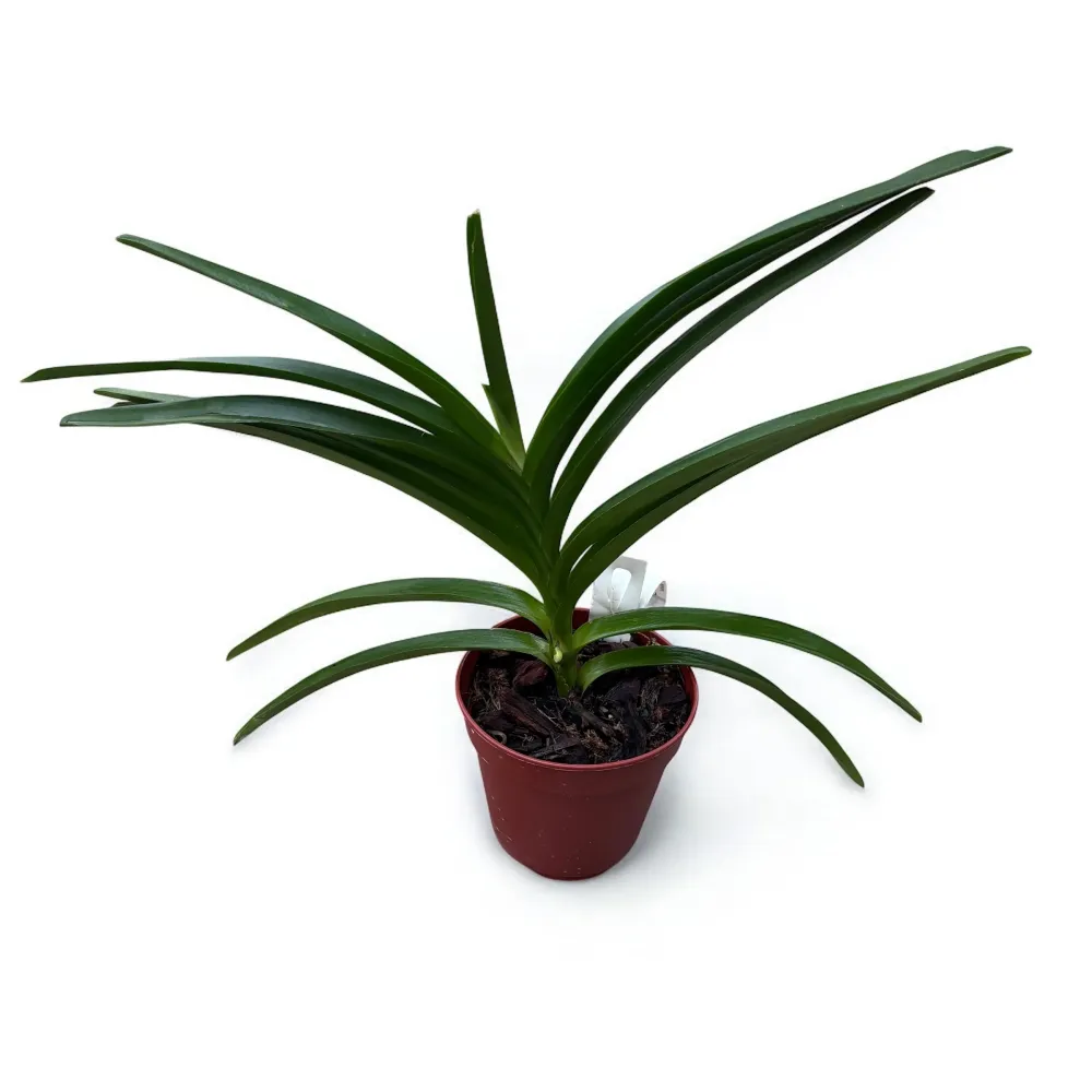Pda. Mimi Palmer (Pda. Tan Chay Yan × V. tessellata) parfumata